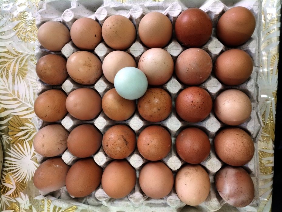 Продам домашні курячі яйця, оптом від 150 шт дешевше відам