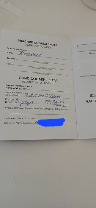 ВЯ'ЗКА !!! Читати уважно.  Чихуахуа наречений шукає наречену