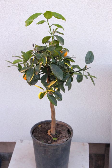 Каламондин d 18 цитрусові, мандарин