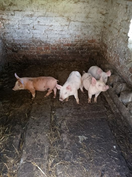 Продам поросят велика біла дюрок.