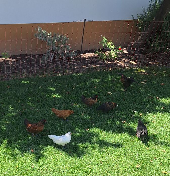 Mini galinhas  de estimação