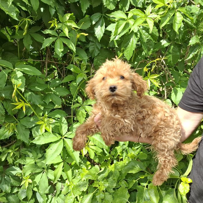 Maltipoo  pieski