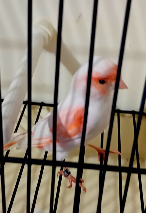 Canária Vermelha Mosaica