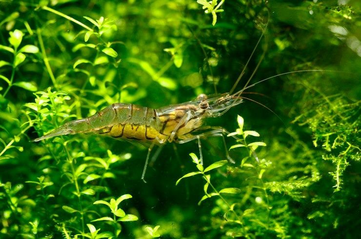 Улитка теодоксус,  улитка Хилена. Креветка прозрачная, Макрабрахиум.