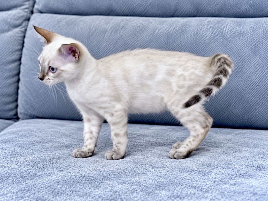 Gatinho bengal cor seal snow olhos azuis cLOP e vacinas