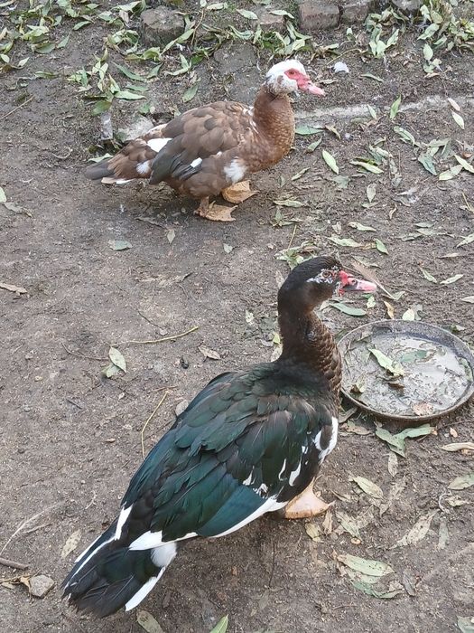 Мускусна качка тяжолой ліній