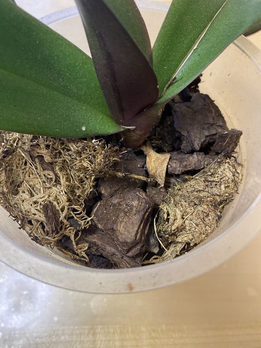 Орхідея дєтка малютка фіолетова