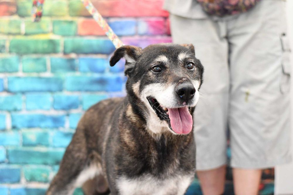 Harnaś pilnie szuka nowego domku!