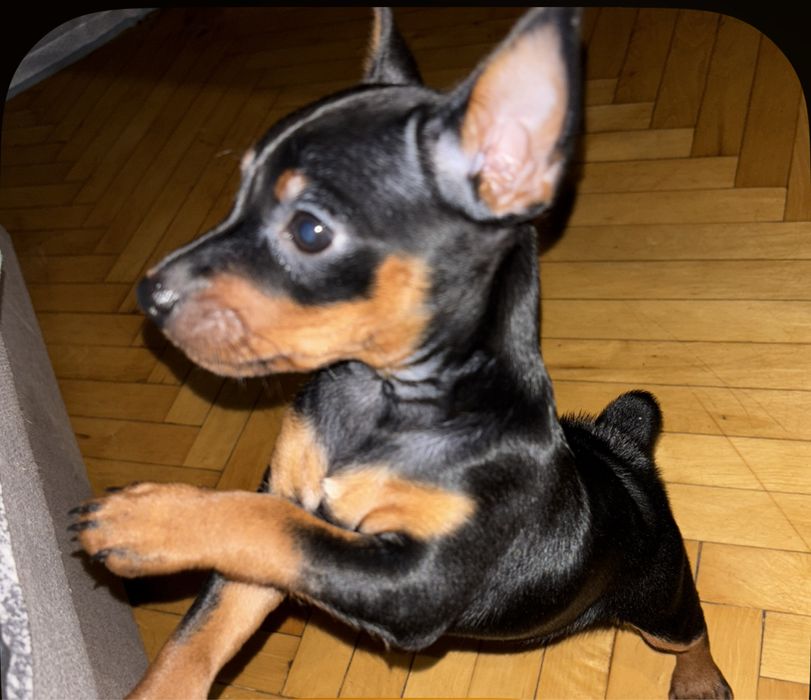 Собаченята Цвергпінчери