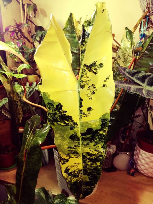 Philodendron BILLIETIAE Variegata RZADKOŚĆ Monstera Filodendron Epipremnum