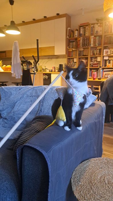 Opieka nad kotami z dojazdem | Bez hotelu, bez stresu