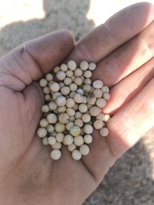 Groch polny nie dezynfekowany