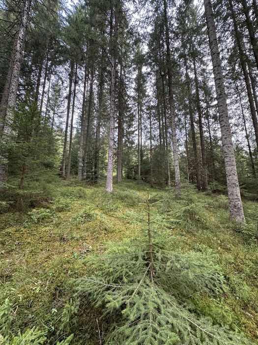 Земельна ділянка с.Яблуниця, переведена під будівництво!