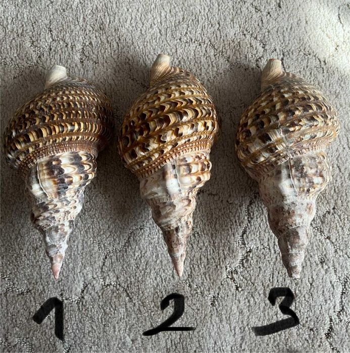 Muszla Trytona dekoracyjna