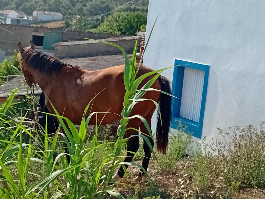 Vendo parelha de éguas