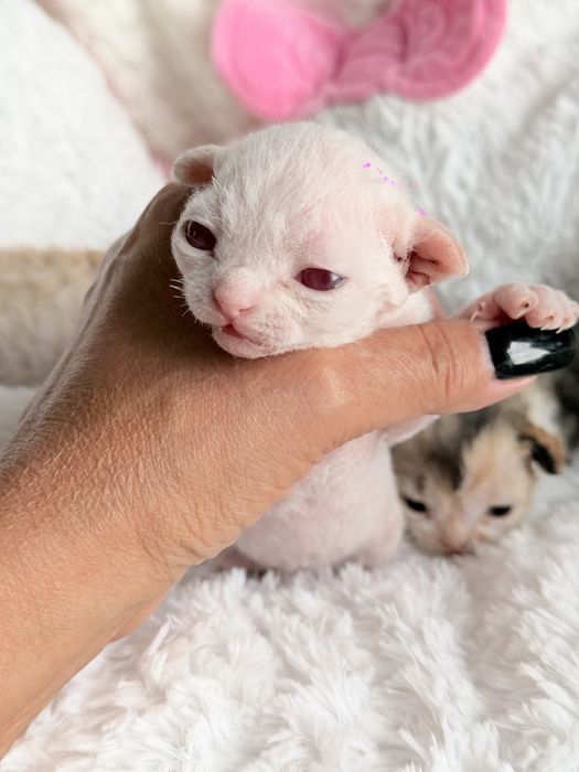 Devon Rex - rodowodowy