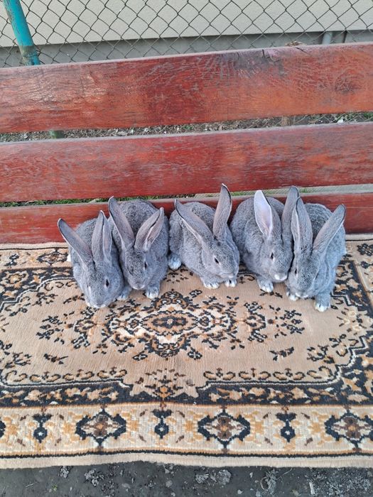 Кролі кролики європейська шиншила євро шиншила