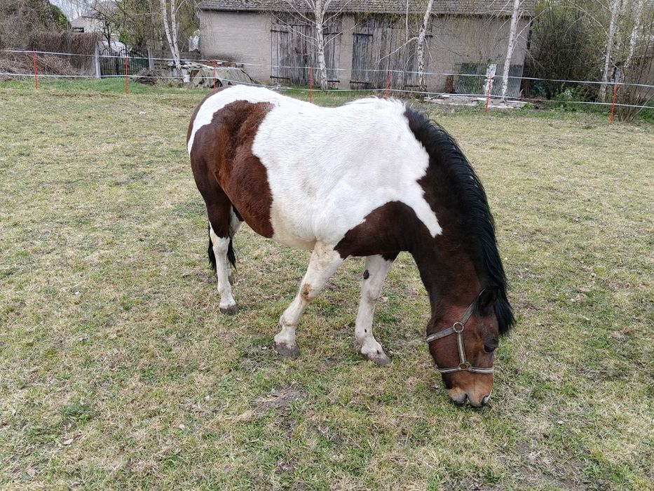 Klacz Huculska 8 lat