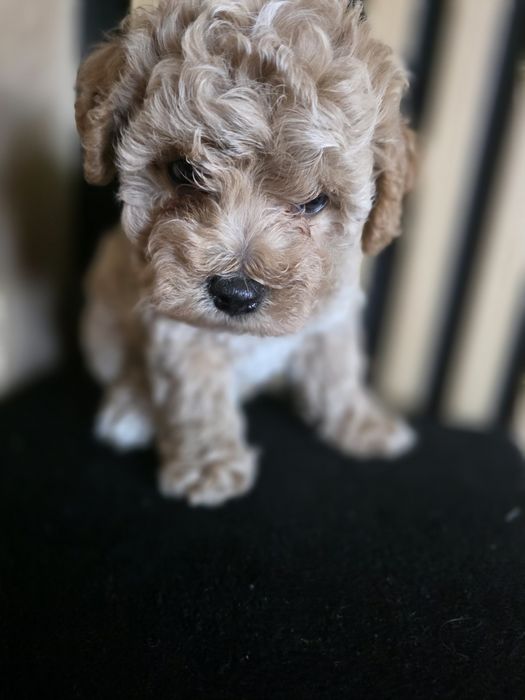 Bischpoo, pochonek.Badania genetyczne.