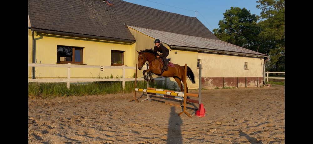 6-letnia klacz małopolska