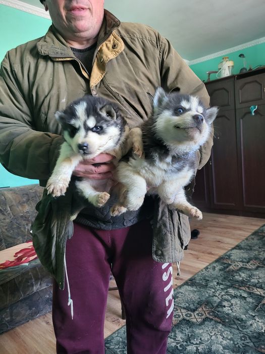 Продаються хаскі