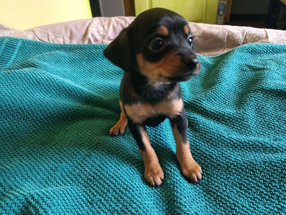 Той тер'єр дівчинка