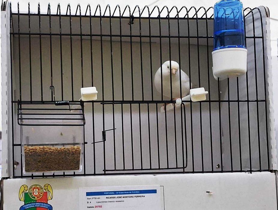 Canários de Competição e Criação