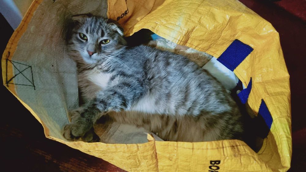 Шотландський висловухий шиншиловий котик