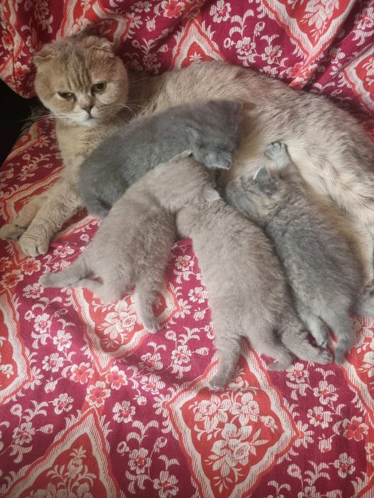 Шотландські  котята