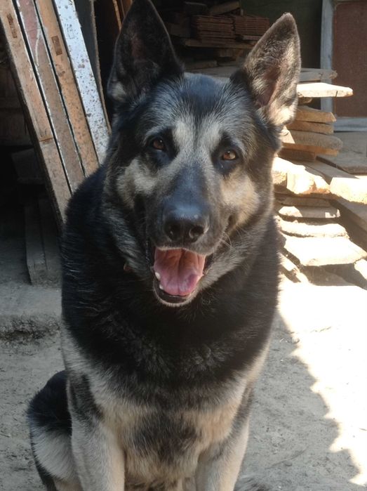 Кобель-производитель Восточно-европейской овчарки(ВЕО).В наличии щенки