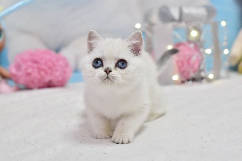 Срібляста шиншила поінт, дівчинка