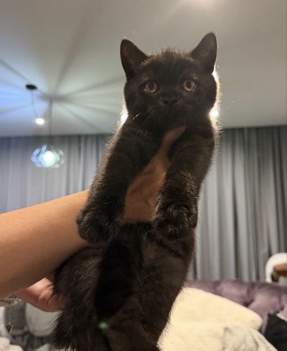 British shorthair