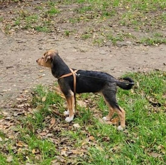 Отдам даром в добрые руки щенка метис бигля