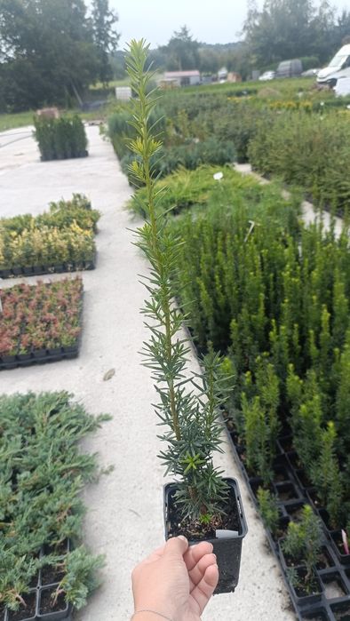 Cis Hicksii w doniczce p9, 8 zł