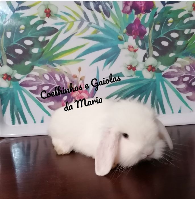 KIT Coelhos Anõs Bebés Mini Toy, Holandêz, Tedy, Belier (Orelhudo)