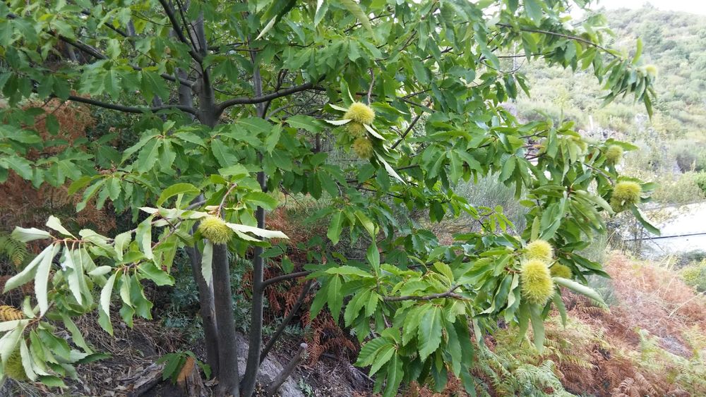 Terreno com 1,2 Hectares e Ruína em Pedra (225m²) – Parada de Cunhos, Vila Real