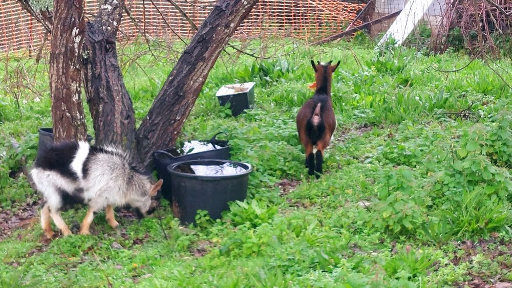 Casal de Cabras anãs