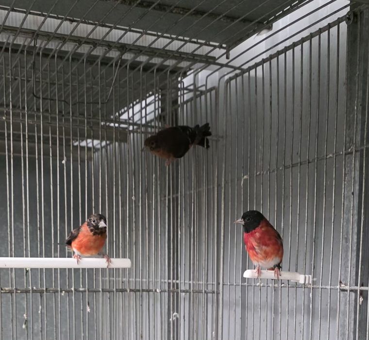 Cardinalitos da Venezuela