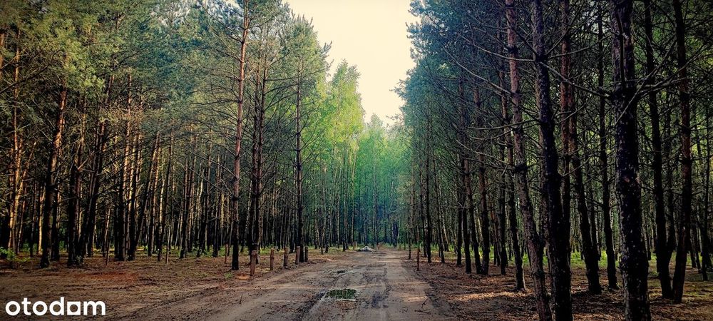 Leśne działki przy Poleskim Parku, cisza, warunki zabudowy