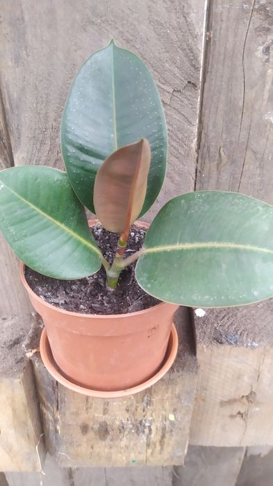 Фікус з уже розвиненою кореневою системою