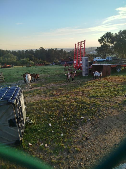 Vendo cabritos 10 euros kilo vivo