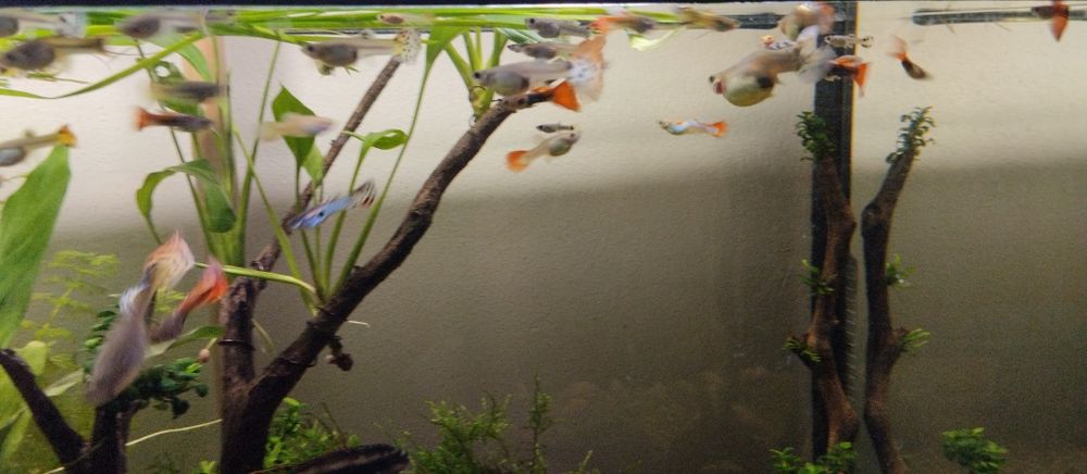 Guppies e kribensis juvenis 1€