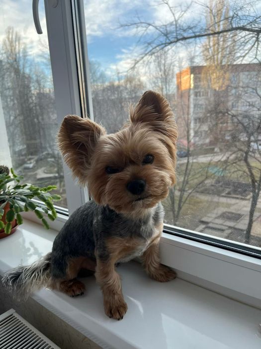 Йоркширский  терьер в'язка