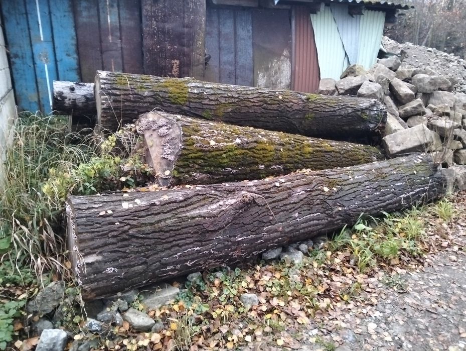 Topola kłoda 45-75cm srednicy opał