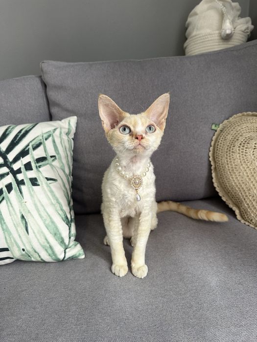 В разведение Devon Rex с Родословными