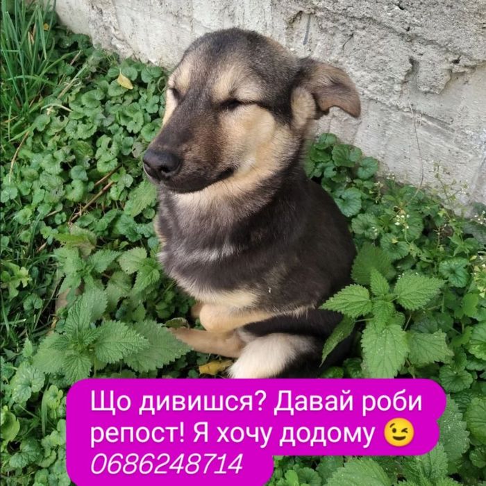 Цуценя безкоштовно