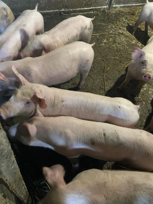 Поросята свині генетика