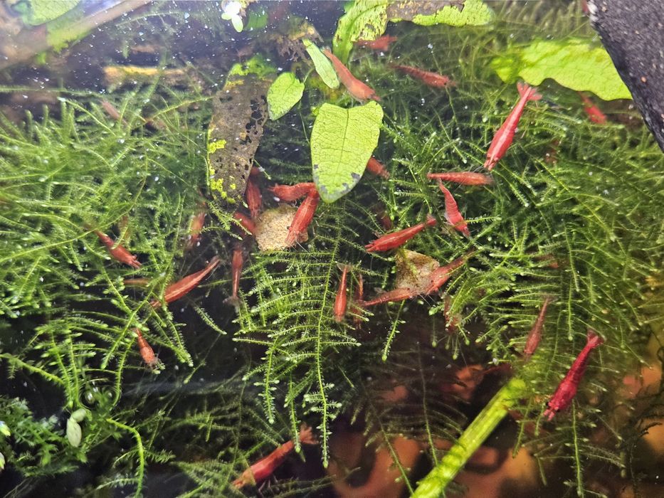 Krewetki red  rośliny mech (opis)