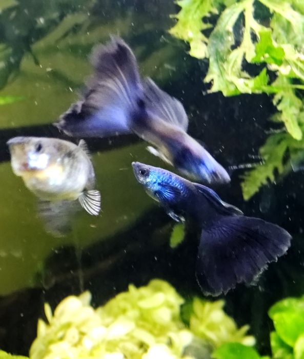 Guppy Blue Moscow