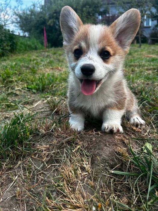 Welsh corgi pembrok pies Bentley Kusy